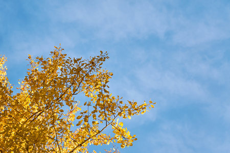 Branch of golden leaves against a blue sky. Copy space.の写真素材