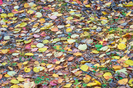 Colorful autumn leaves as a natural background.の写真素材