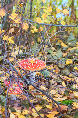 Amanita mushrooms in autumn forest close up.の写真素材