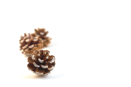 Cones isolated with copy space. Christmass and New year concept.