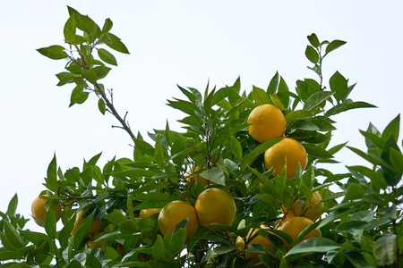 Mandarins are growing on a tree branch with green leaves, against a clear blue sky.の写真素材