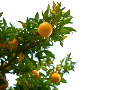 Brunch with mandarines on a mandarine tree isolated on white background.の写真素材