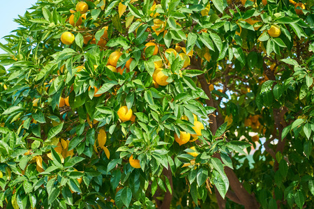 Orange tree with oranges in sunlight.の写真素材