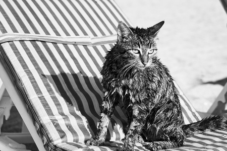 A wet cat sitting on the chair on the beach in black and white.の写真素材