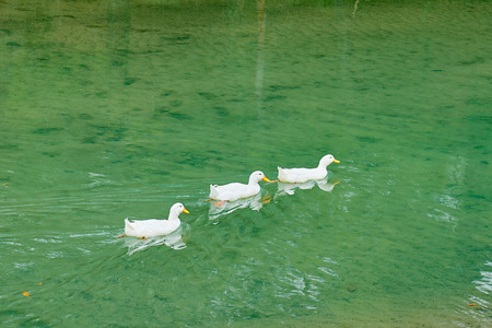 White ducks in water.の写真素材