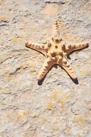 Starfish on a stone background. Copy space.の写真素材
