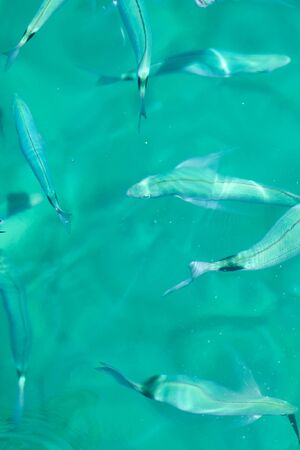 Fishes in clear tropical sea water. Natural background.の写真素材