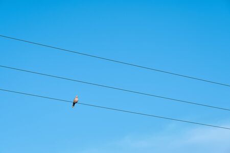 A dove sitting on the cable against a clear blue sky.の写真素材