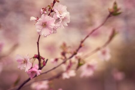 Branch of pink apple blossoms with blurred background bokeh. Copy space.