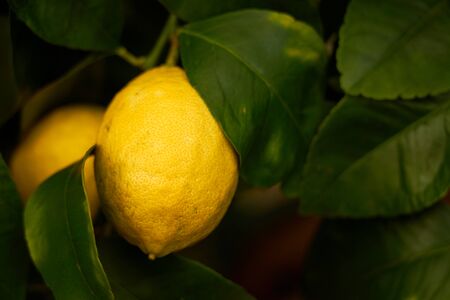 Lemon tree with yellow lemon. Copy space.の写真素材