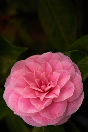 A pink tropical flower on the branch among leaves. Copy space.の写真素材