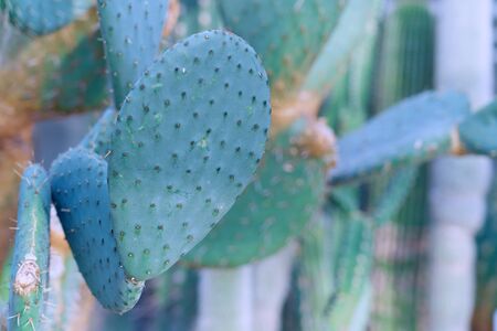 Wild bushes cactus Opuntia. Copy space.の写真素材