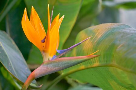 Strelizia. Tropical flower. Copy space.の写真素材