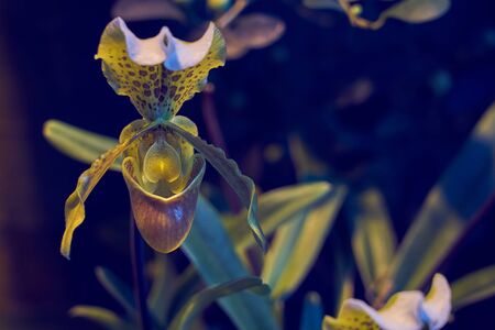 Brazilian orchid with blurred background. Copy space.の写真素材