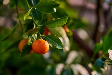 Mandarins are growing on a tree branch with green leaves and blurred green background bokeh. Copy space.の写真素材