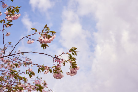 Blossoming cherry with blue sky and white clouds on background. Copy space.