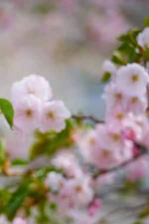 Blossoming cherry with blurred trees in the background. Copy space.の写真素材