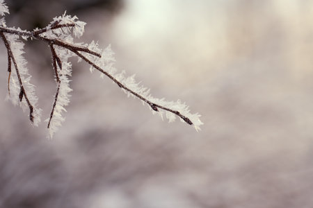 Frozen tree branches with a blurred background. Copy space.の写真素材