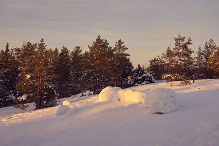 Winter forest on a frosty sunny day with blue sky in the background. Copy space.