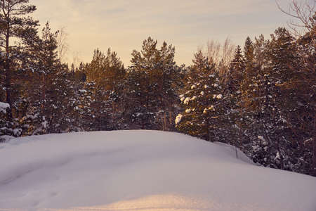 Winter forest on a frosty sunny day with blue sky in the background. Copy space.の写真素材