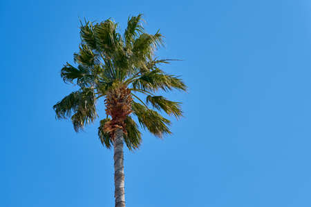 A palm tree with a blue clear sky in the background. Copy space.の写真素材