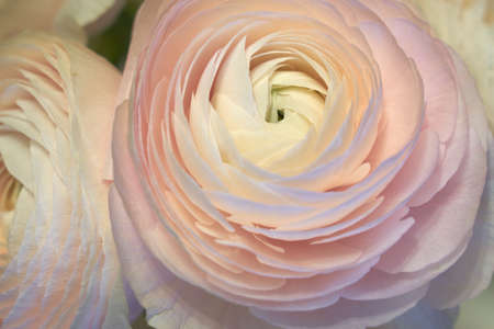 Pink Ranunculus flowers close up with blurred background. Copy space.