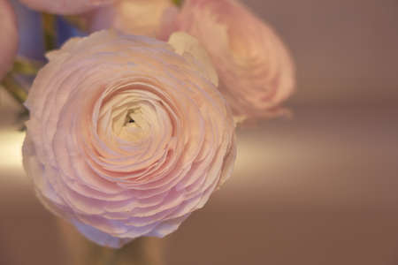 Pink Ranunculus flowers in a glass vase with blurred background. Copy space.の写真素材