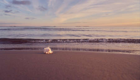 Seashell on the sandy shore of the sea with blurred waves in the background. Copy space.