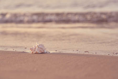 Seashell on the sandy shore of the sea with blurred waves in the background. Copy space.
