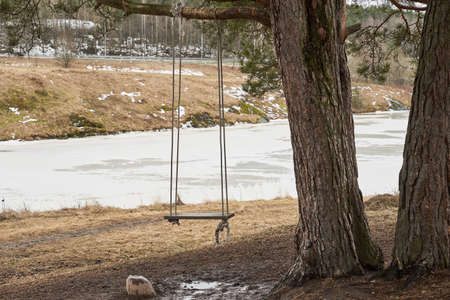 Wooden swings on a tree branch on a mountainside on springtime with icy river on the background.の写真素材