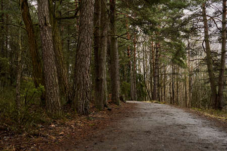 The road in the spring forest on a cloudy day with space for text.