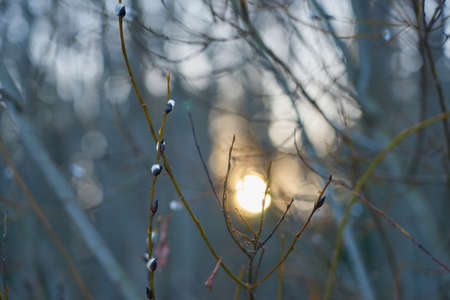 Willow in the spring forest with the sunset sun in the background.