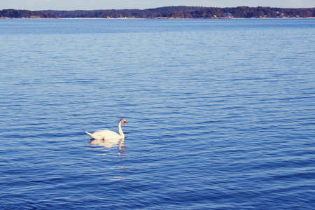 A swan against the blue water with horizon on the background in sunlight.