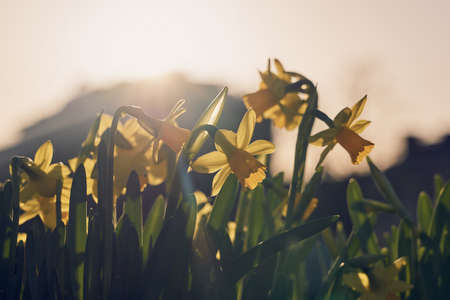 Yellow narcisses close up in spring with a blurred background.