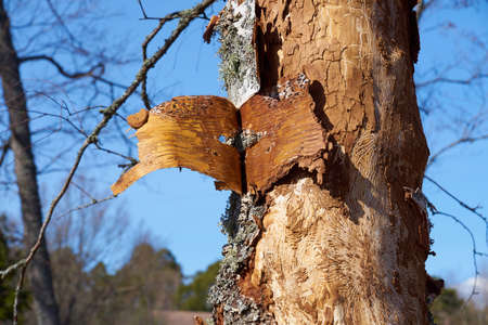 Insect-affected birch trunk in daylight with space for text.