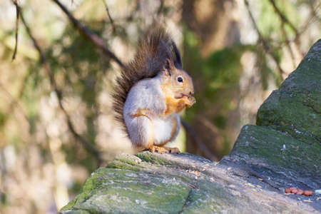 Squirrel sits in the sun on a stone and eats a nutの写真素材