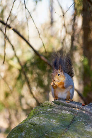 Squirrel sits in the sun on a stone and eats a nutの写真素材