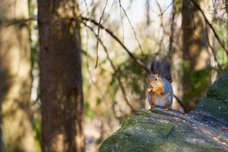 Squirrel sits in the sun on a stone and eats a nutの写真素材