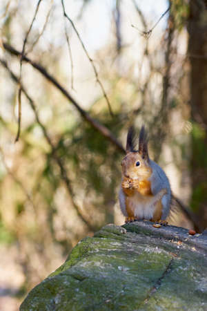 Squirrel sits in the sun on a stone and eats a nutの写真素材