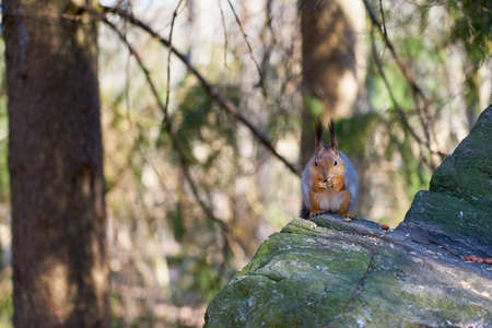 Squirrel sits in the sun on a stone and eats a nutの写真素材