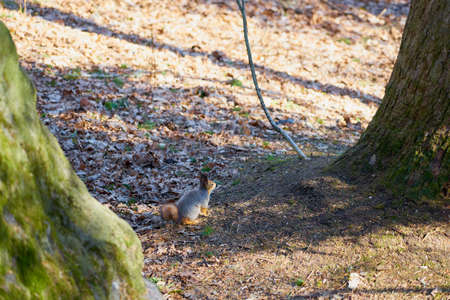 Squirrel sits under a tree in the woods