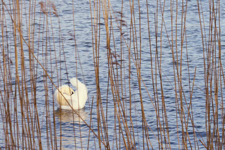 White swan on the Baltic Sea coast in Finlandの写真素材