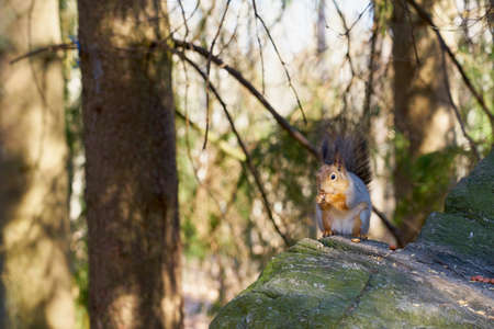 Squirrel sits in the sun on a stone and eats a nut.の写真素材