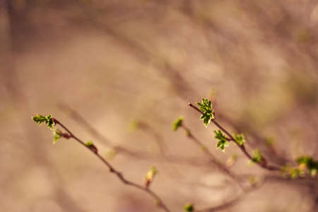 Tree twigs with blossoming young leaves on a blurred background.の写真素材
