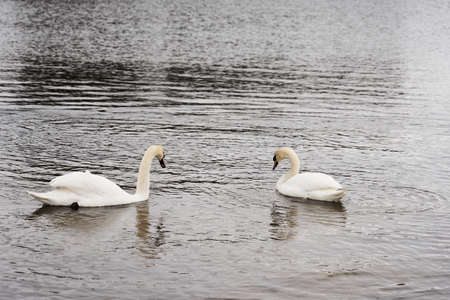 White swan family on the Baltic Sea coast in Finlandの写真素材