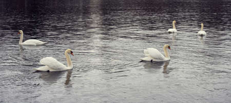 White swan family on the Baltic Sea coast in Finlandの写真素材