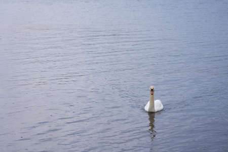 White swan on the Baltic Sea coast in Finlandの写真素材