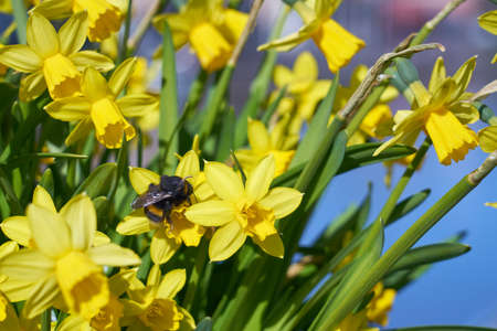 Bumblebee pollinates yellow narcissus outdoor in parkの写真素材