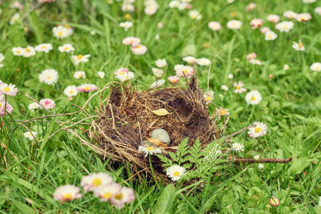 Nest forest bird with egg inside on a grass.の写真素材