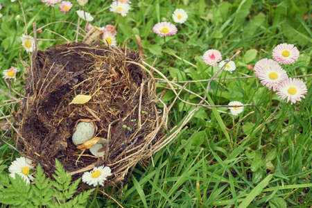 Nest forest bird with egg inside on a grass.の写真素材